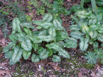 Arum italicum subsp. italicum 'Godzilla'